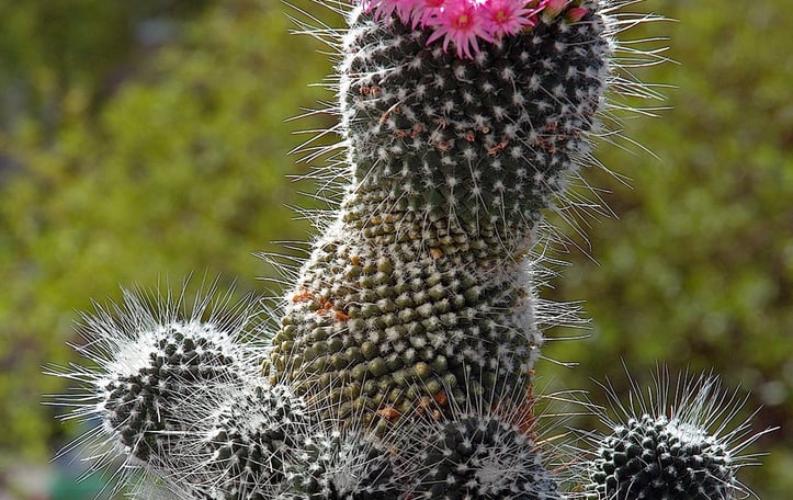 Pincushion Cactus