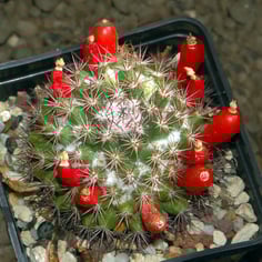 Pincushion Cactus 4