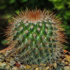 Pincushion Cactus 2