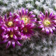Pincushion Cactus 3