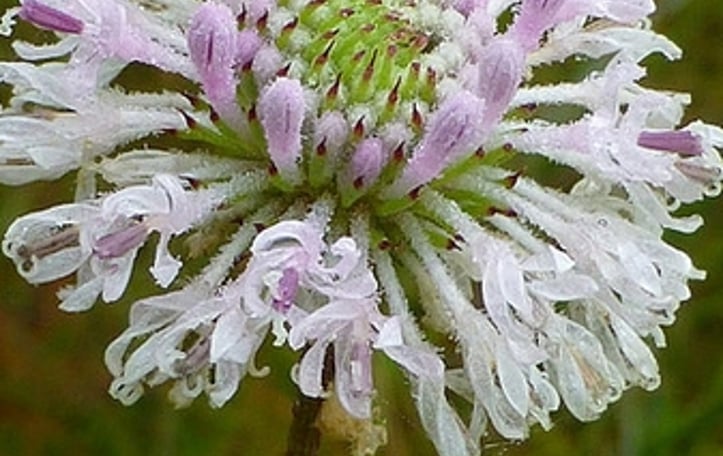 Grass-Leaf Barbara's Button
