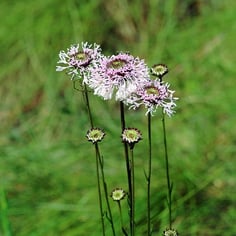 Grass-Leaf Barbara's Button 2