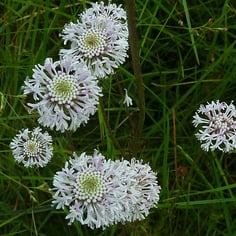 Grass-Leaf Barbara's Button 3