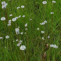Grass-Leaf Barbara's Button 4