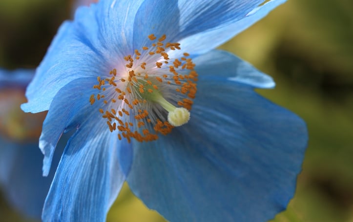 Blue Himalayan Poppy