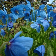 Blue Himalayan Poppy 2