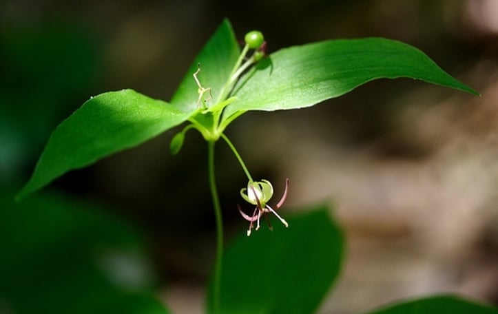 Indian Cucumber-Root