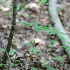 Indian Cucumber-Root 2