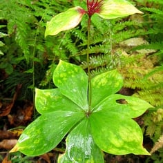 Indian Cucumber-Root 3