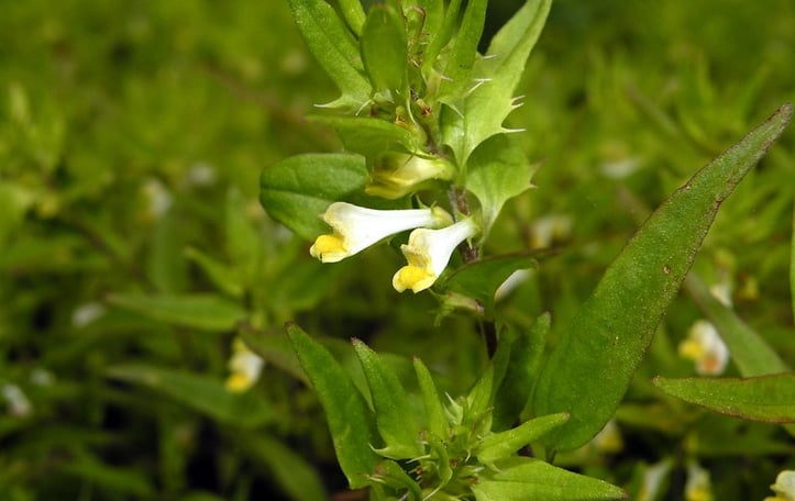 Appalachian Cow-Wheat