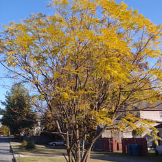 Bead Tree 3