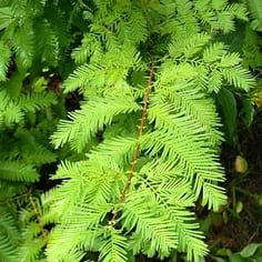 Dawn Redwood 2