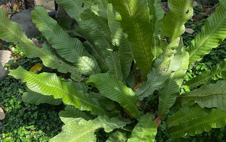 Alligator Fern