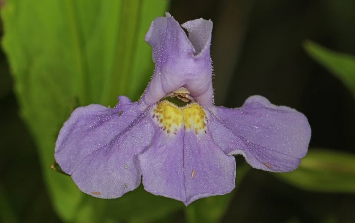 Allegheny monkey flower
