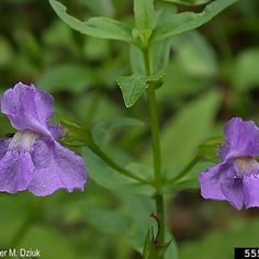 Allegheny monkey flower 2