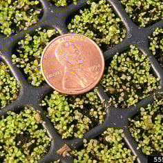 Allegheny monkey flower 3