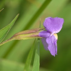 Allegheny monkey flower 4