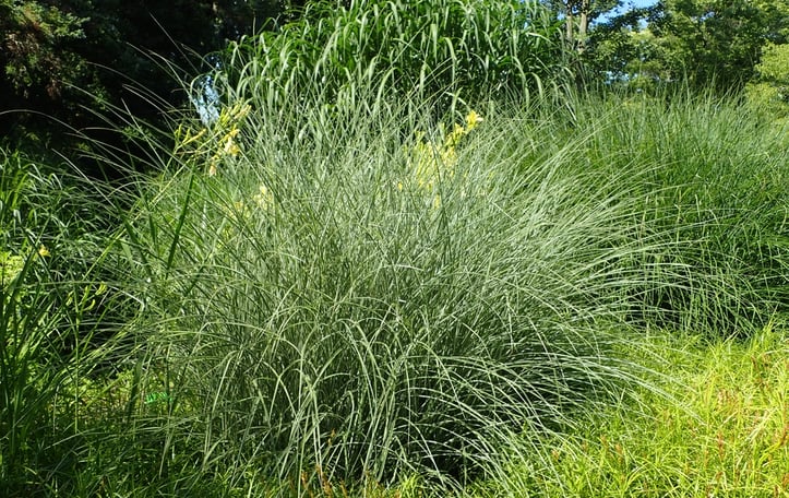 Chinese Silver Grass "Morning Light'