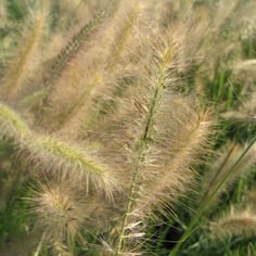 Chinese Silver Grass "Morning Light' 2