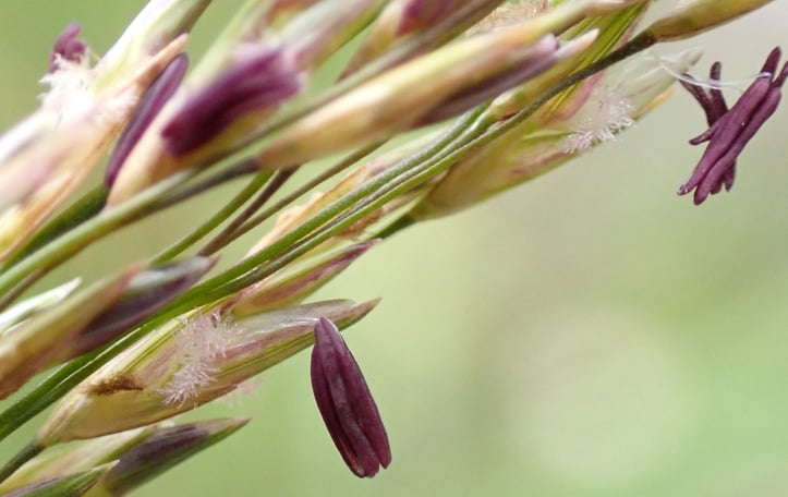 Purple Moor Grass