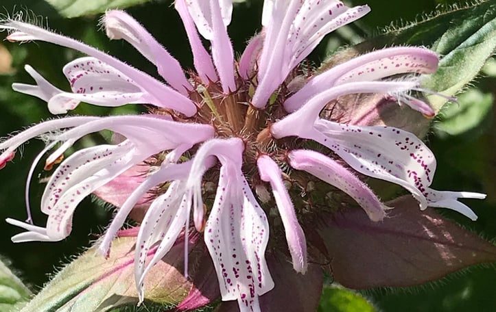 Bee Balm