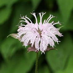 Bee Balm 2