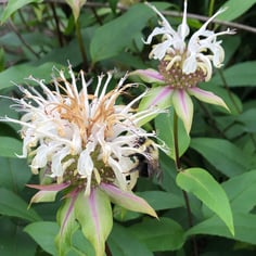 Bee Balm 4