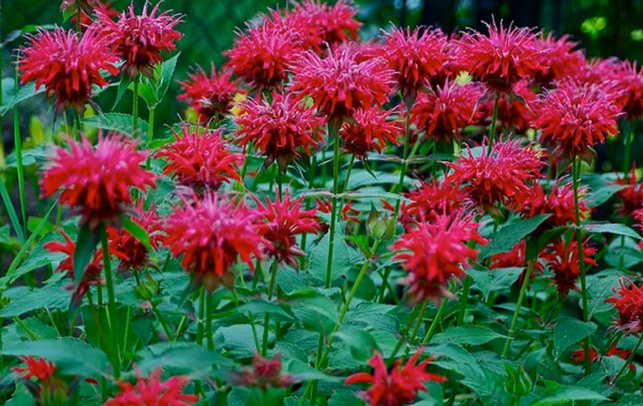 Beebalm