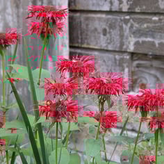 Beebalm 2
