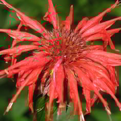 Beebalm 3