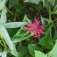 Beebalm 4