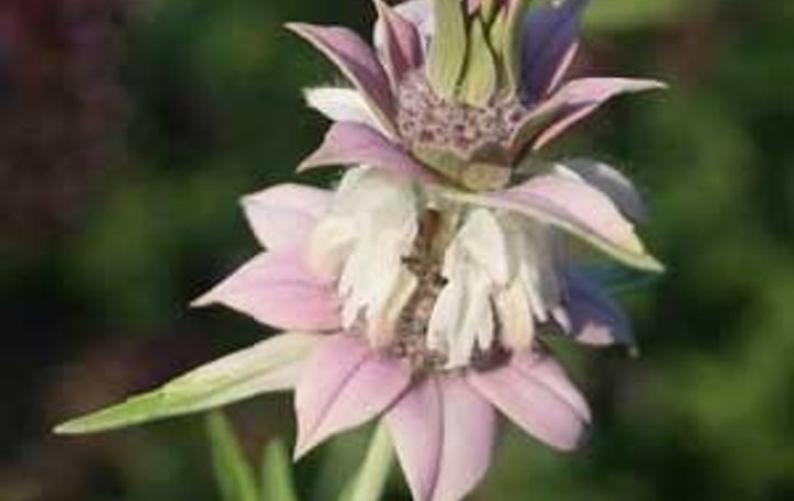 Bee Balm