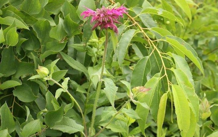 Horsemint
