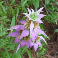 Bee Balm 3