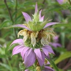 Bee Balm 4