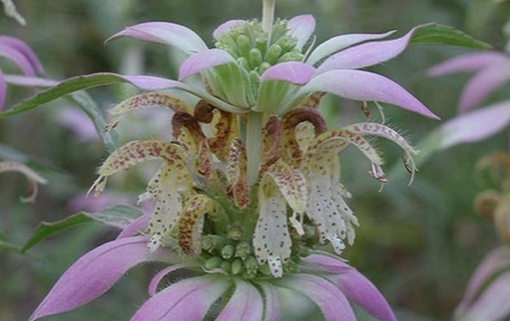 Bee Balm