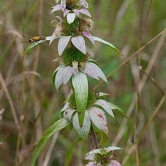 Bee Balm 2