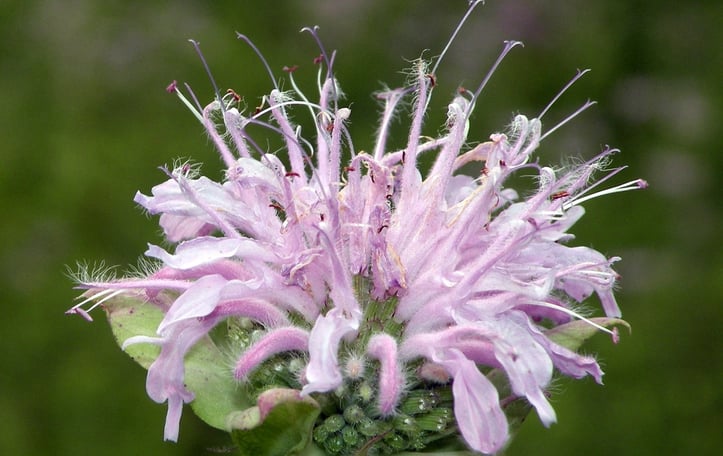 Beebalm