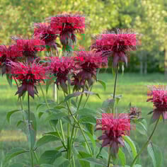 Beebalm 3