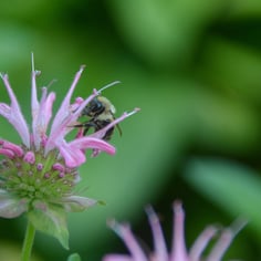 Beebalm 4
