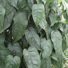 Silver Leaf Monstera 2