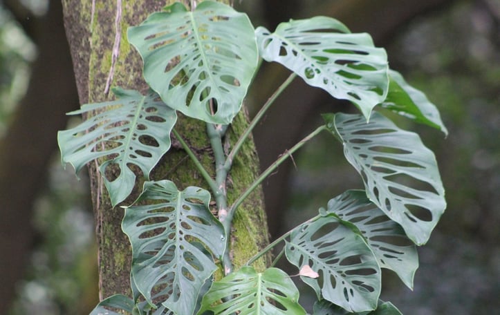 Silver Leaf Monstera