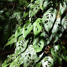 Silver Leaf Monstera 3