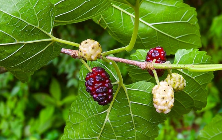 White Mulberry