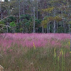 Gulf Muhly 2