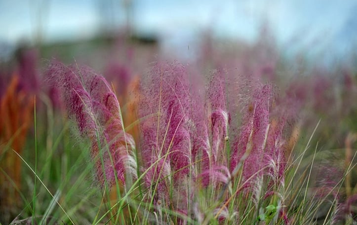 Gulf Muhly