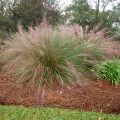 Gulf Muhly 3