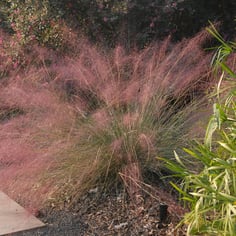 Gulf Muhly 4