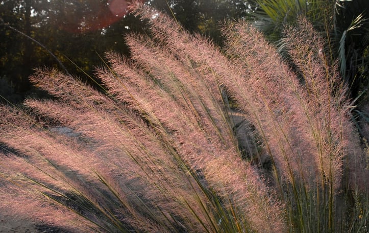 Pink Flamingo Muhly