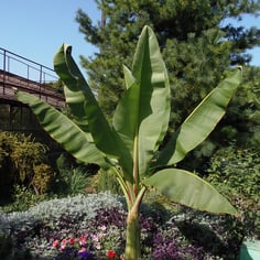 Basjoo Banana Tree 2